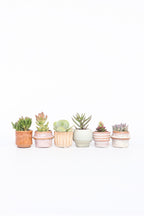 Mélange De 6 Mini Succulentes – Plante D’Intérieur