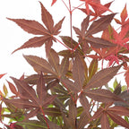 Érable Du Japon - Acer Atropurpureum – Plante D'Extérieur