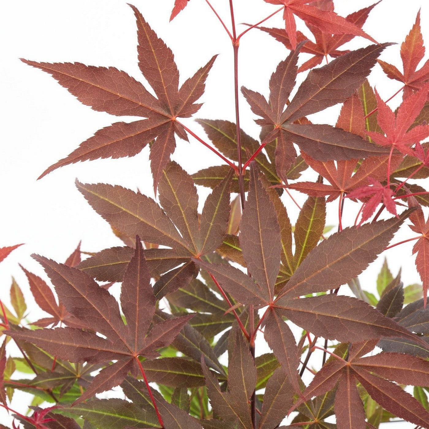 Érable Du Japon - Acer Atropurpureum – Plante D'Extérieur