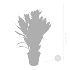 Curcuma Siam – Plante D'Intérieur