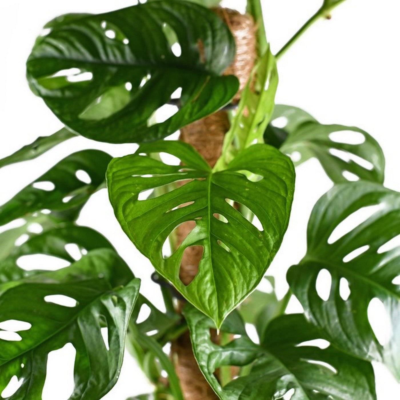 Monstera Monkey Leaf Sur Tuteur Mousse – Plante D'Intérieur