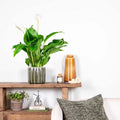 Spathiphyllum Bingo Cupido – Plante D'Intérieur