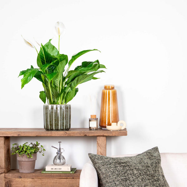 Spathiphyllum Bingo Cupido – Plante D'Intérieur