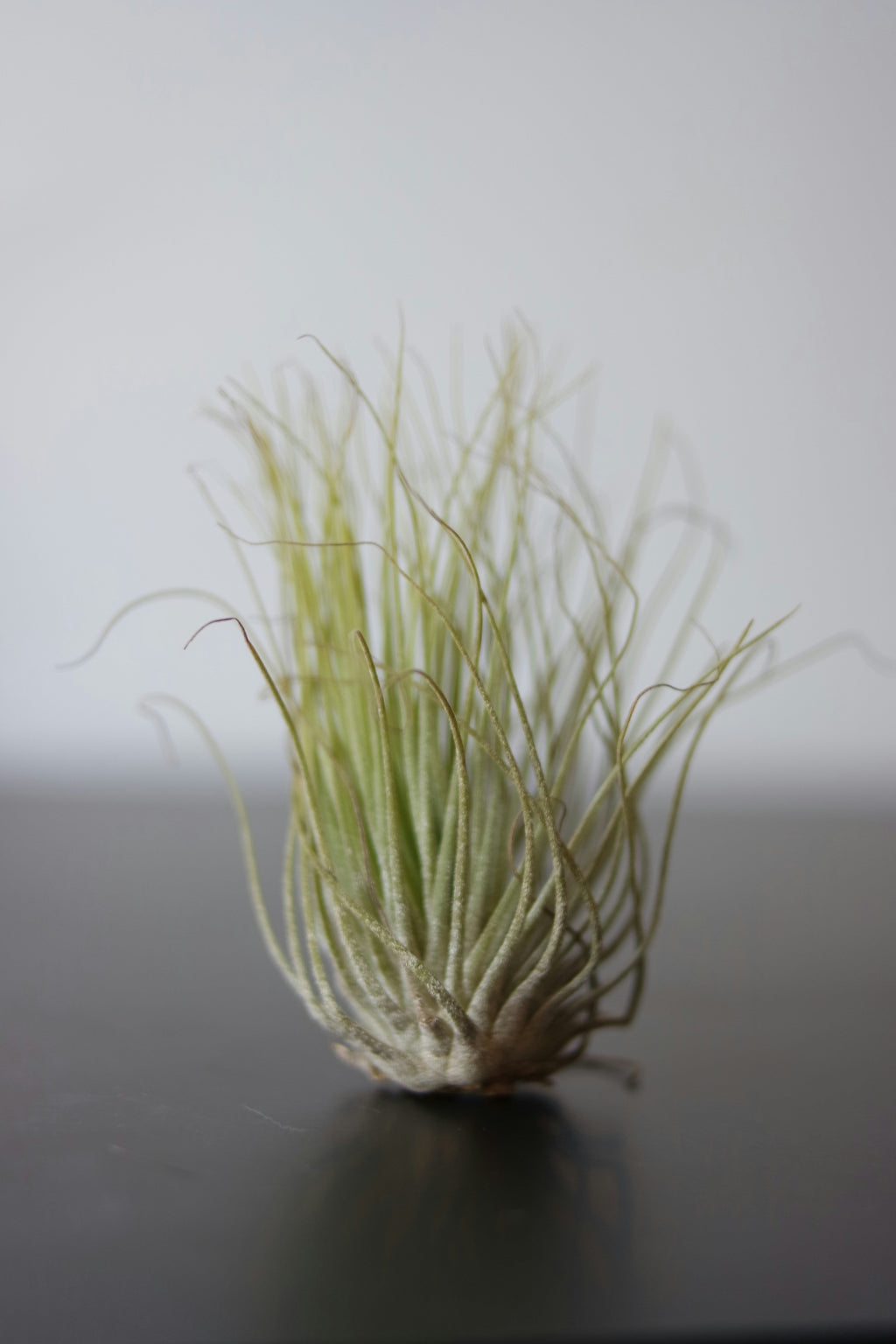 Lot De 3 Tillandsia Sur Bois Brûlé – Plante D’Intérieur