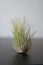 Lot De 3 Tillandsia Sur Bois Brûlé – Plante D’Intérieur