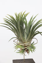 Lot De 3 Tillandsia Sur Bois Brûlé – Plante D’Intérieur