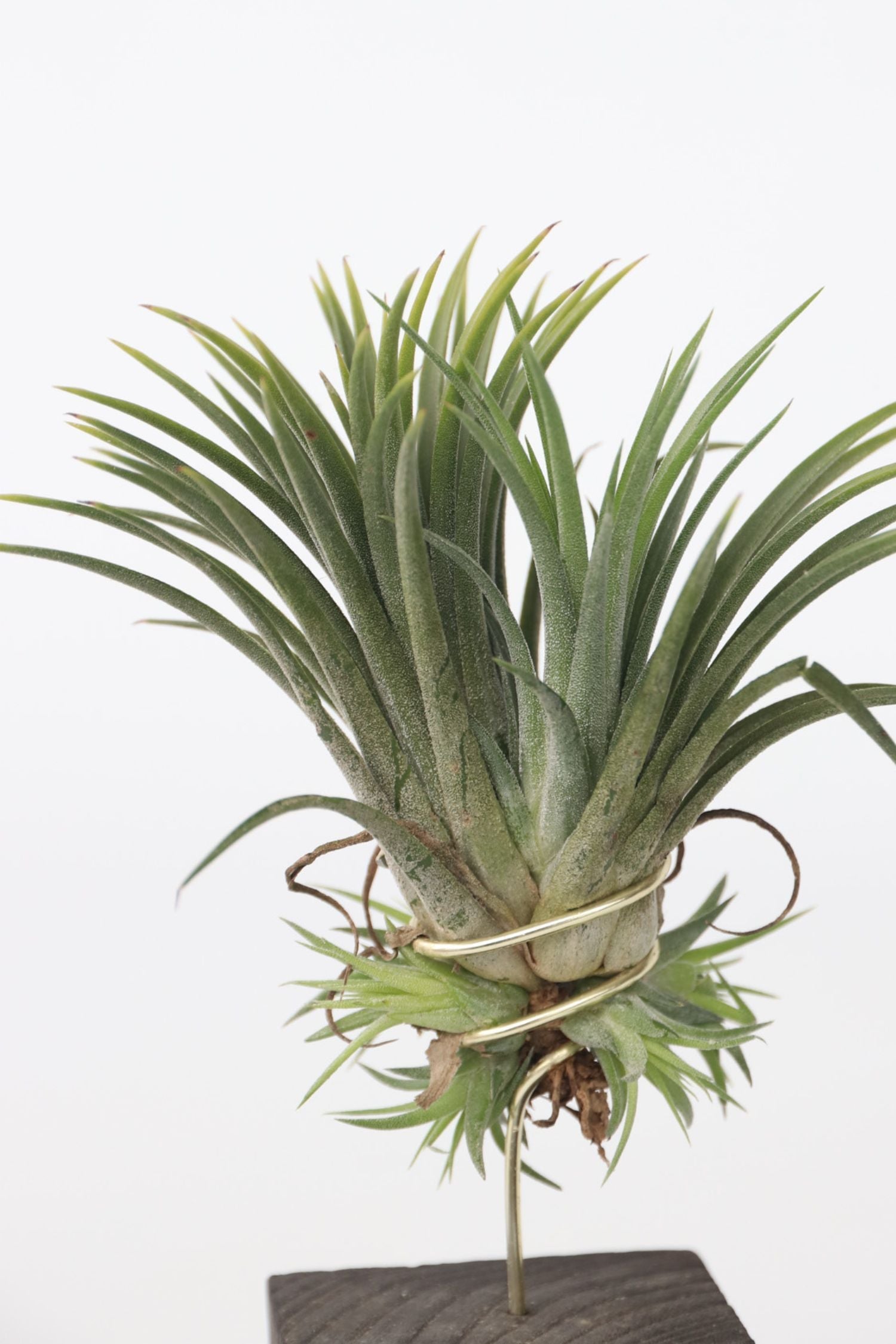 Lot De 3 Tillandsia Sur Bois Brûlé – Plante D’Intérieur