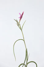 Lot De 3 Tillandsia Sur Bois Brûlé – Plante D’Intérieur