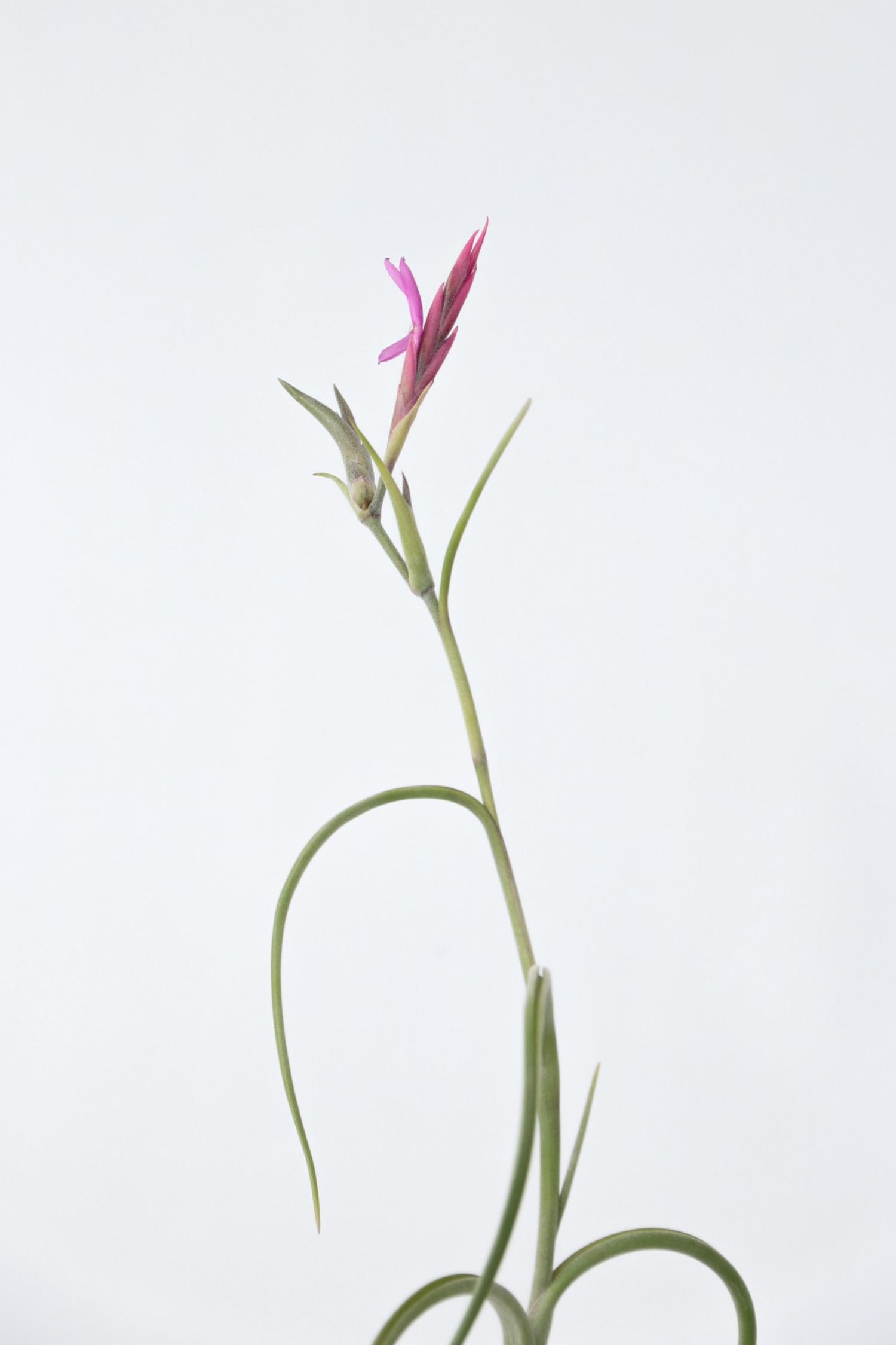 Lot De 3 Tillandsia Sur Bois Brûlé – Plante D’Intérieur