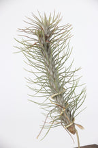 Lot De 3 Tillandsia Sur Bois Brûlé – Plante D’Intérieur