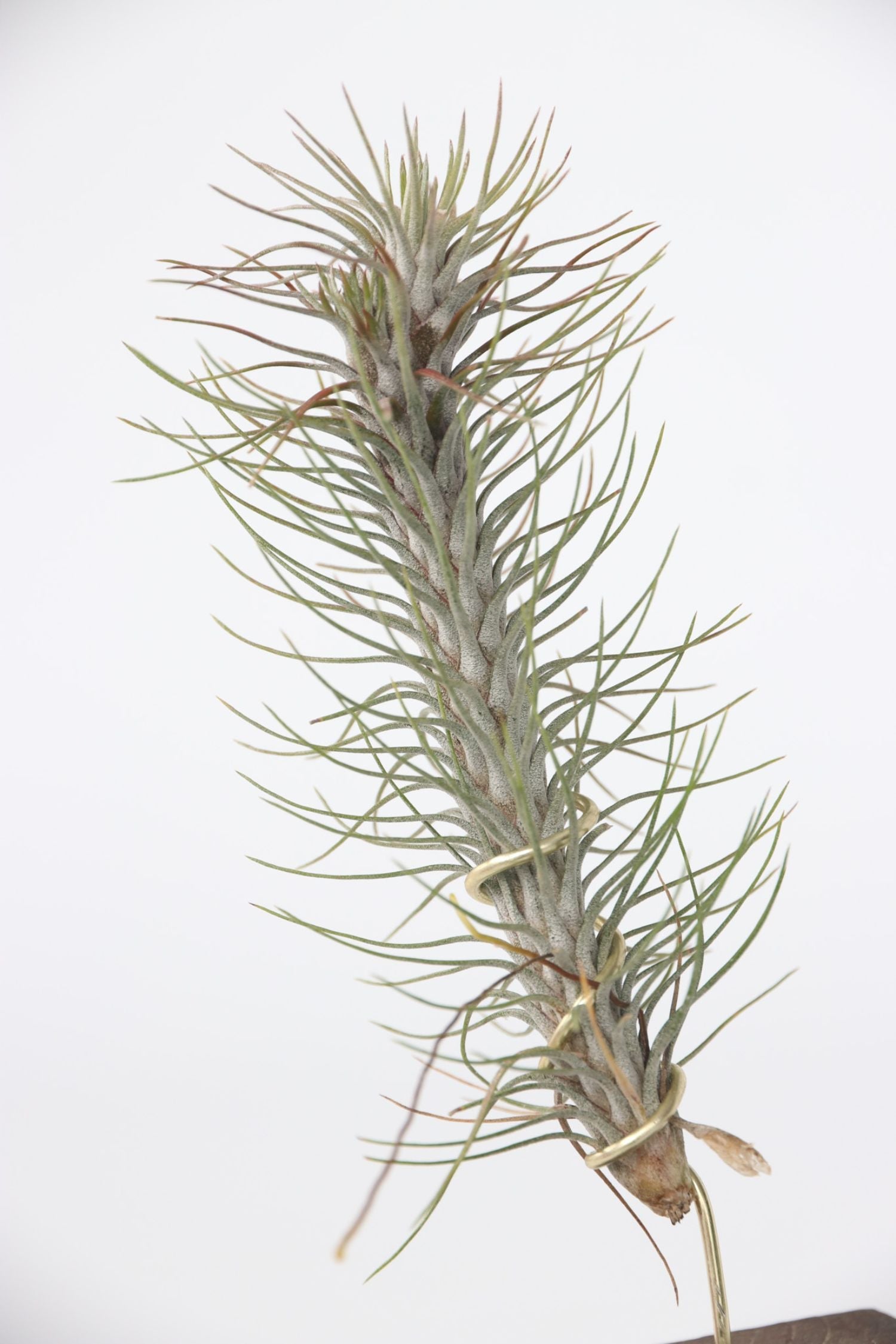 Lot De 3 Tillandsia Sur Bois Brûlé – Plante D’Intérieur