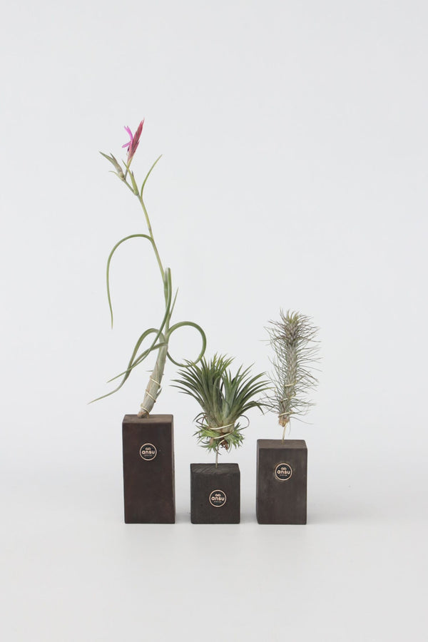 Lot De 3 Tillandsia Sur Bois Brûlé – Plante D’Intérieur