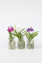 Orchidée Vanda Cerise En Vase – Plante D’Intérieur