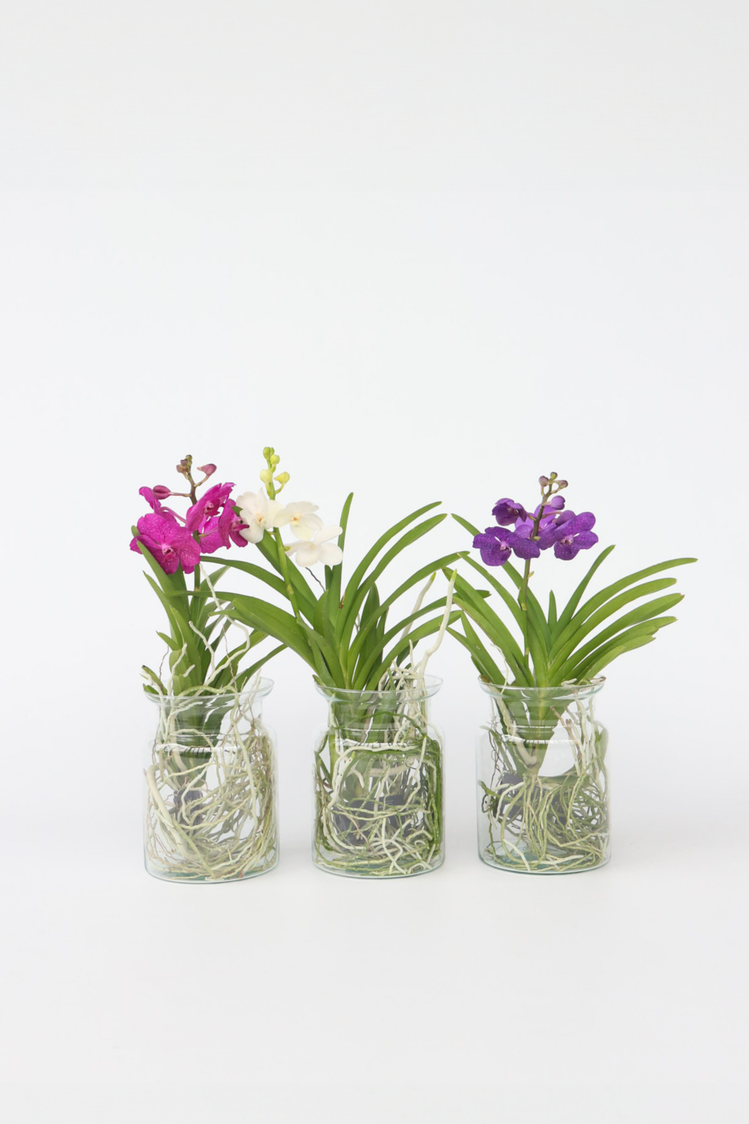 Orchidée Vanda Cerise En Vase – Plante D’Intérieur