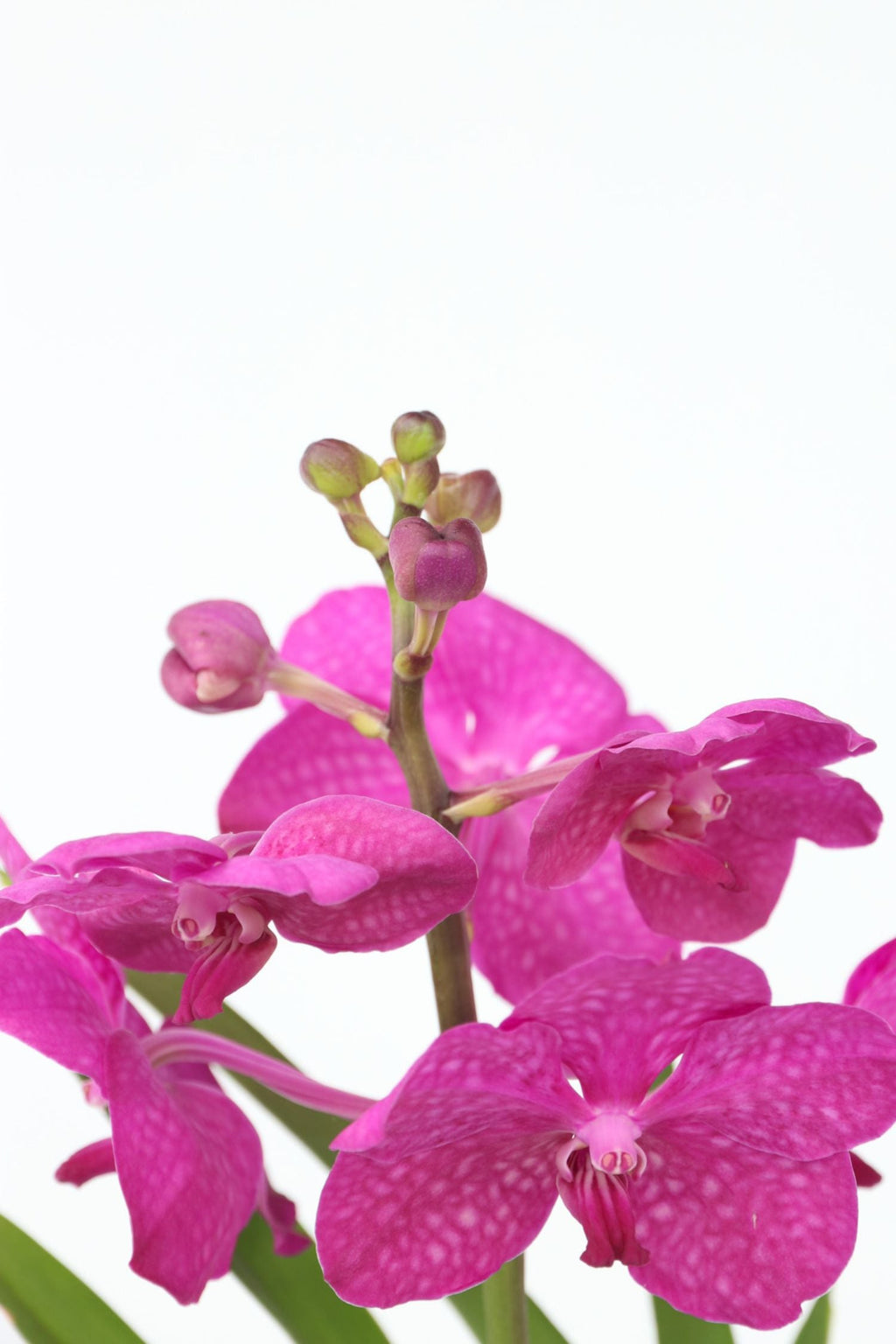 Orchidée Vanda Cerise En Vase – Plante D’Intérieur