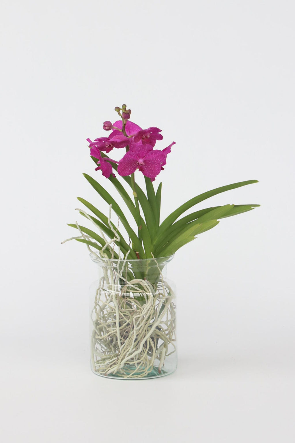 Orchidée Vanda Cerise En Vase – Plante D’Intérieur