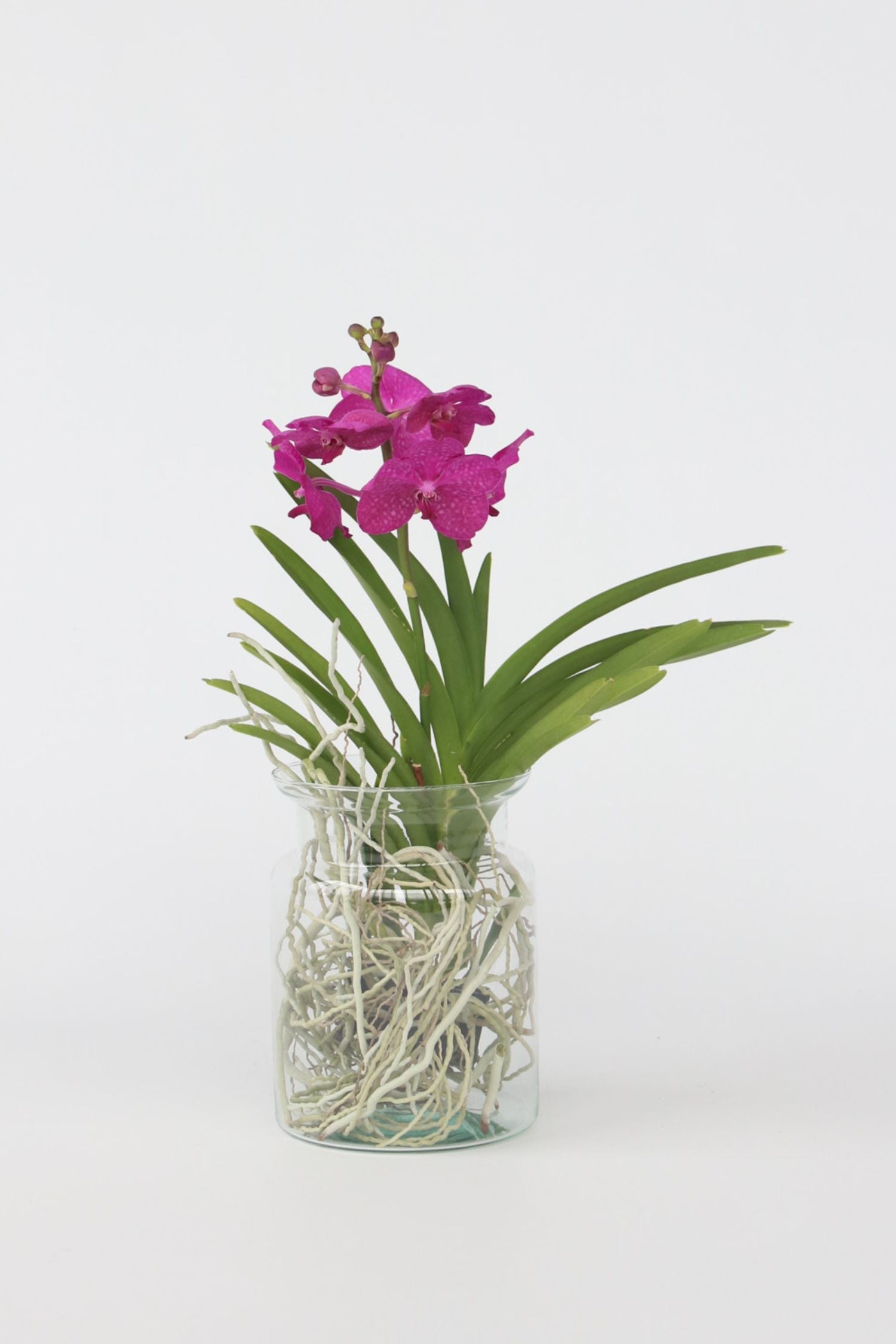Orchidée Vanda Cerise En Vase – Plante D’Intérieur