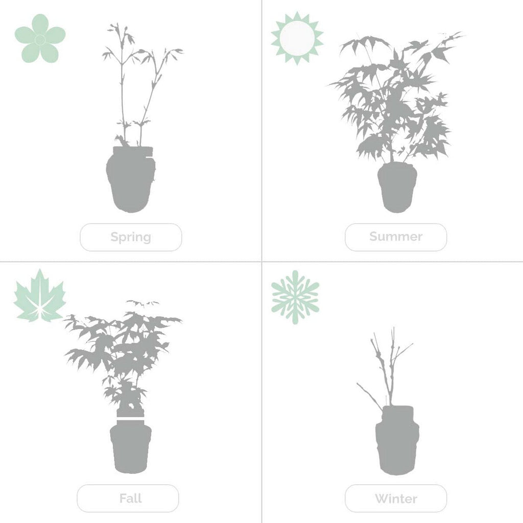 Lot De 2 Salix Flamingo – Plante D'Extérieur
