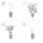 Lot De 2 Salix Flamingo – Plante D'Extérieur