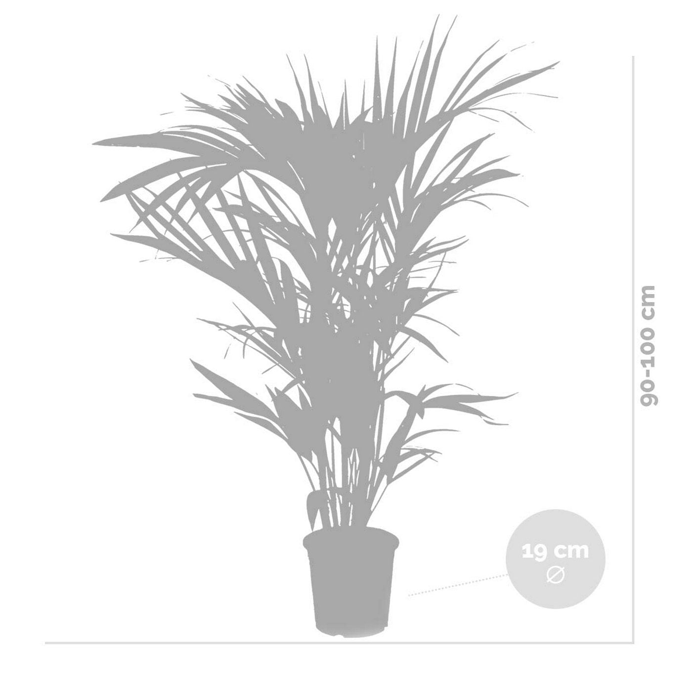 Palmier Kentia – Plante D'Intérieur