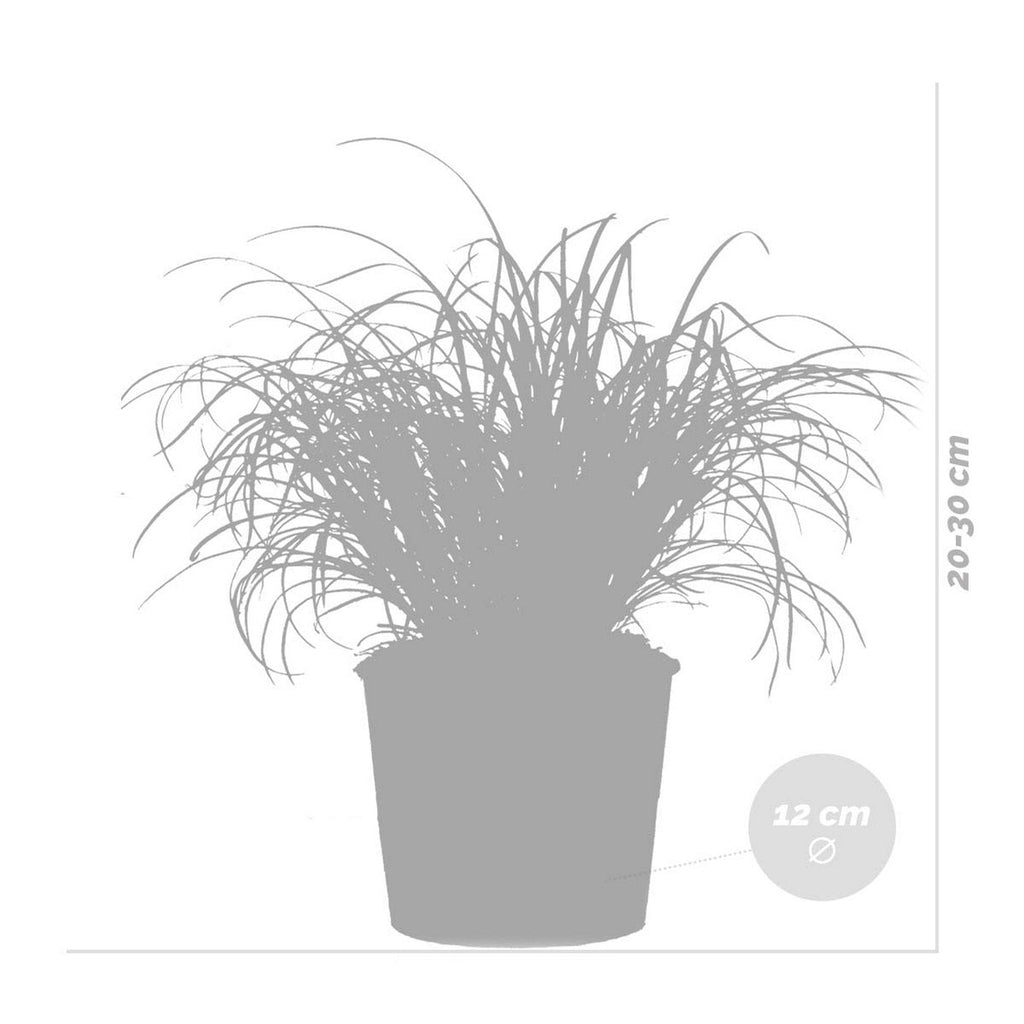 Lot De 3 Cyperus Zumula Herbe À Chat – Plante D'Intérieur