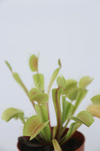 Lot De 3 Dionaea « Attrape-Mouche » – Plante D’Intérieur