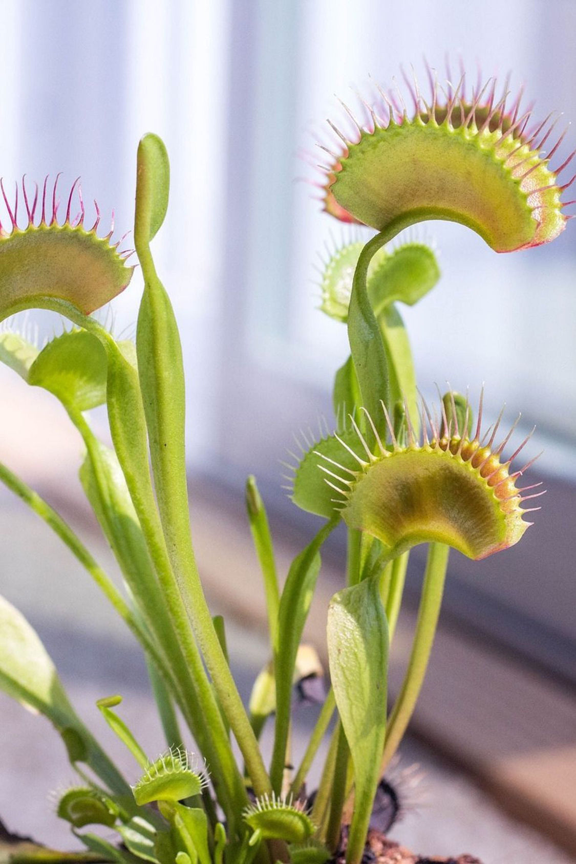 Lot De 3 Dionaea « Attrape-Mouche » – Plante D’Intérieur