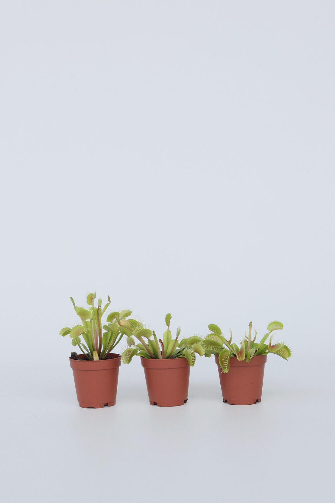 Lot De 3 Dionaea « Attrape-Mouche » – Plante D’Intérieur