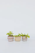 Lot De 3 Dionaea « Attrape-Mouche » – Plante D’Intérieur