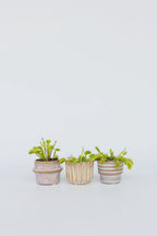 Lot De 3 Dionaea « Attrape-Mouche » – Plante D’Intérieur
