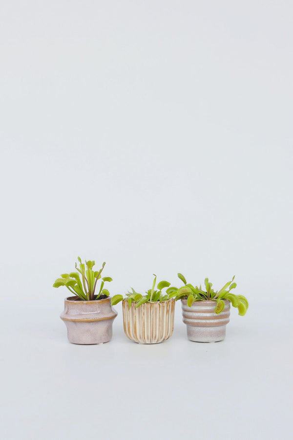 Lot De 3 Dionaea « Attrape-Mouche » – Plante D’Intérieur