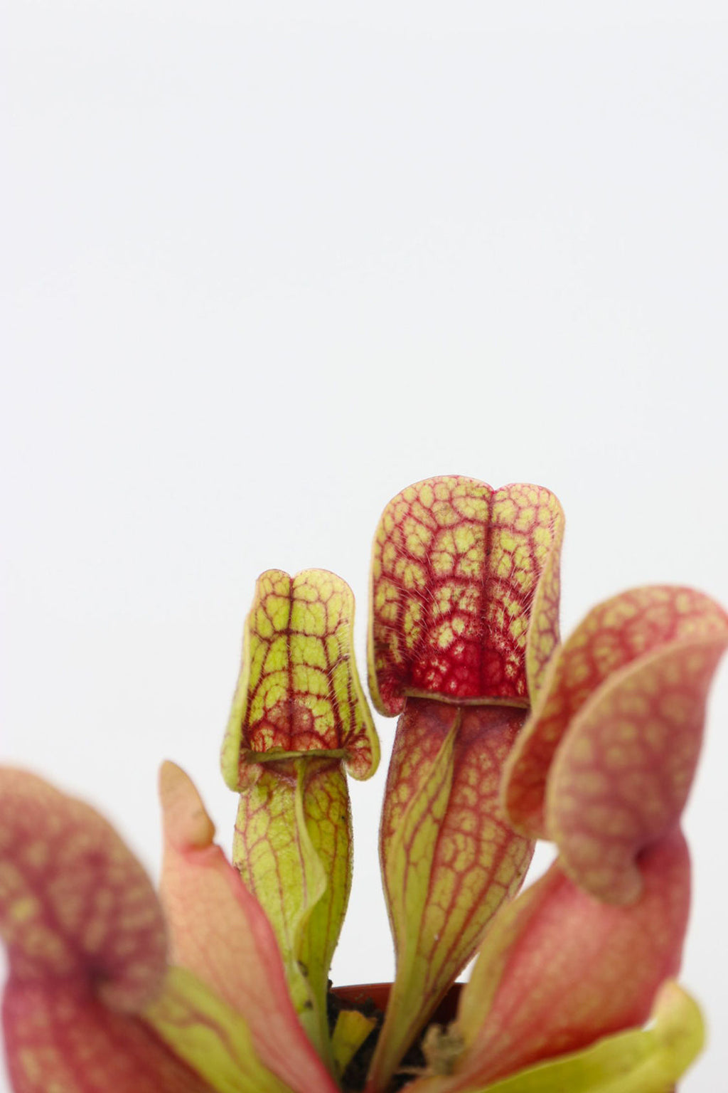 Mélange De 3 Sarracenia – Plante D’Extérieur