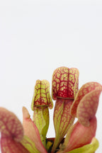 Mélange De 3 Sarracenia – Plante D’Extérieur