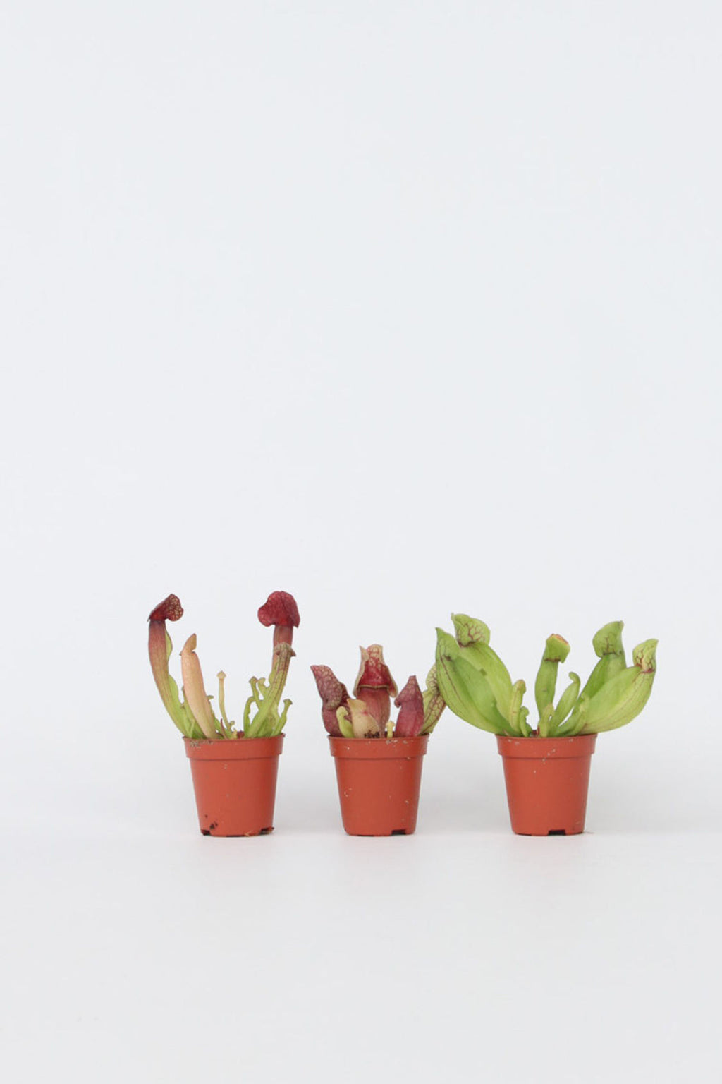 Mélange De 3 Sarracenia – Plante D’Extérieur