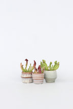 Mélange De 3 Sarracenia – Plante D’Extérieur