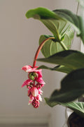 Medinilla Magnifica Flamenco – Plante D’Intérieur