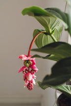Medinilla Magnifica Flamenco – Plante D’Intérieur