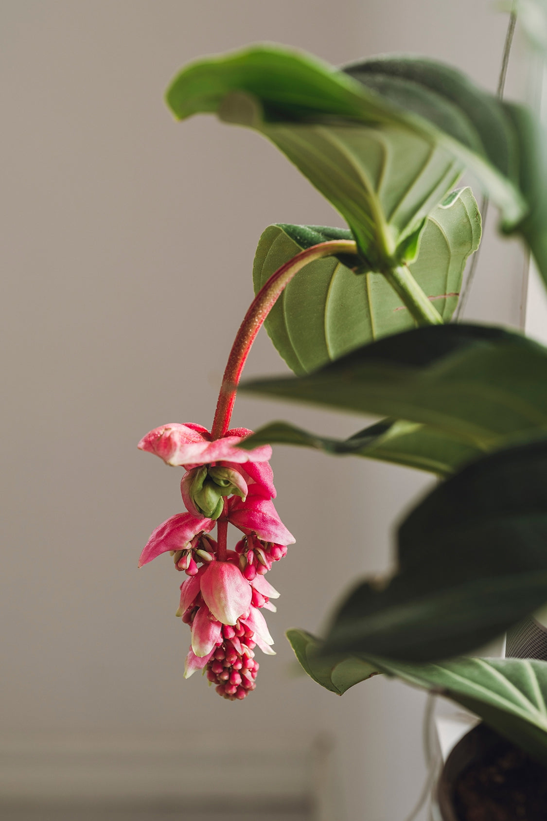 Medinilla Magnifica Flamenco – Plante D’Intérieur