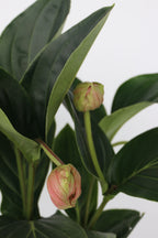 Medinilla Magnifica Flamenco – Plante D’Intérieur