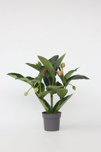 Medinilla Magnifica Flamenco – Plante D’Intérieur