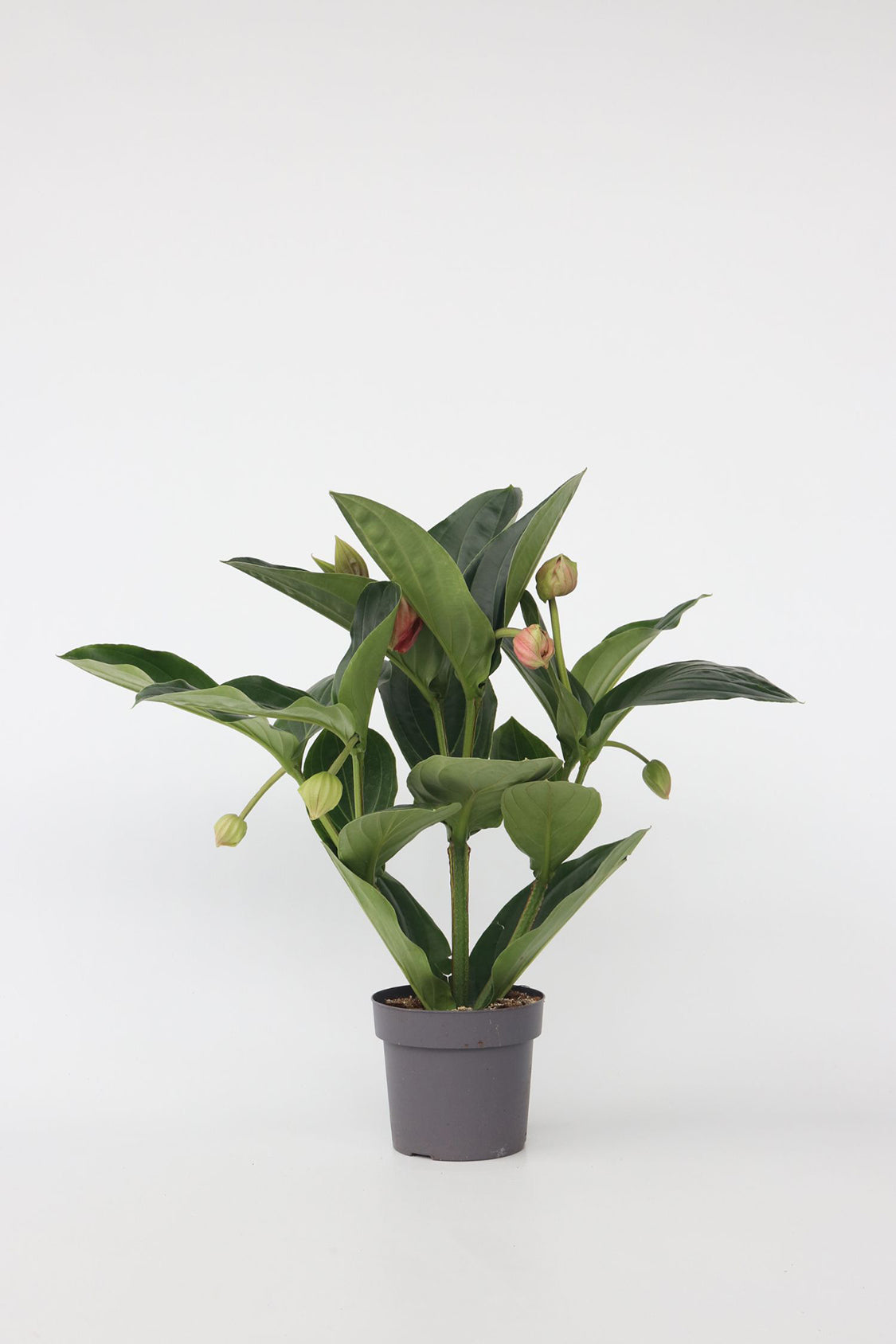 Medinilla Magnifica Flamenco – Plante D’Intérieur