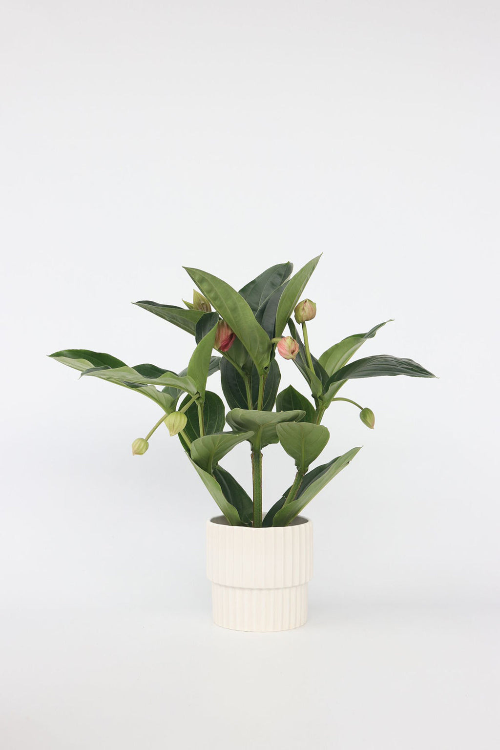 Medinilla Magnifica Flamenco – Plante D’Intérieur