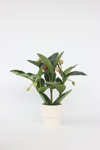 Medinilla Magnifica Flamenco – Plante D’Intérieur