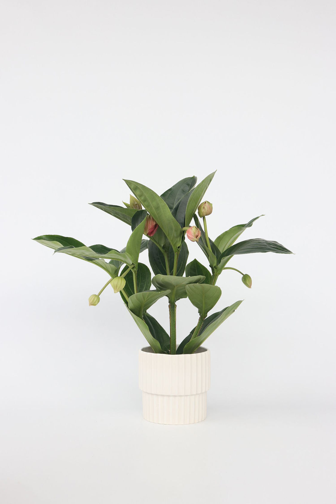 Medinilla Magnifica Flamenco – Plante D’Intérieur
