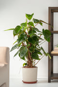 Philodendron Red Emerald – Plante D’Intérieur