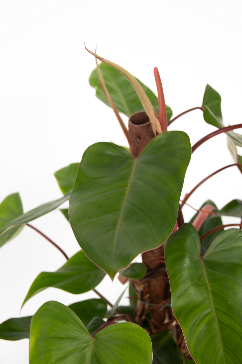 Philodendron Red Emerald – Plante D’Intérieur