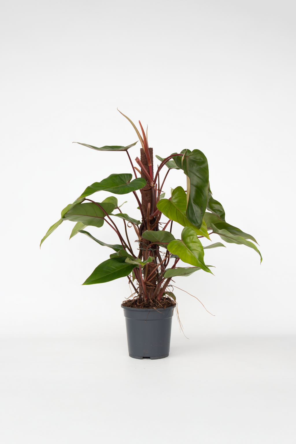 Philodendron Red Emerald – Plante D’Intérieur