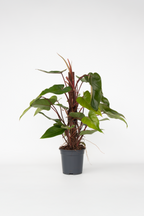 Philodendron Red Emerald – Plante D’Intérieur