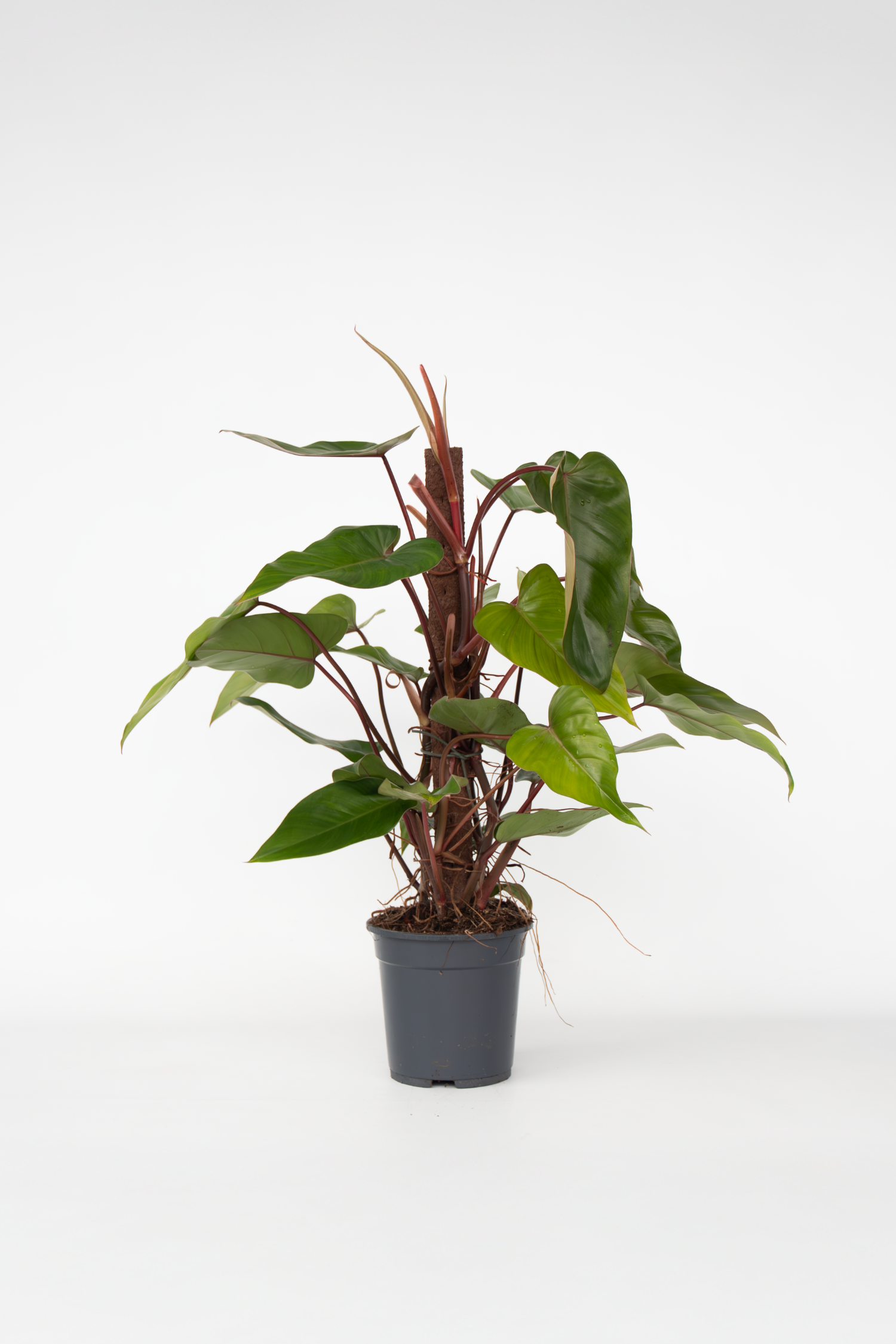 Philodendron Red Emerald – Plante D’Intérieur
