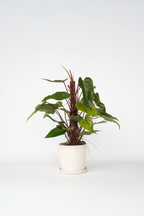 Philodendron Red Emerald – Plante D’Intérieur